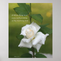Vit ros Poster: RO & PROSE 16 x 20
