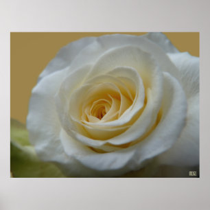 Vit ros Poster utskrift av vackert färgtonsutskrif
