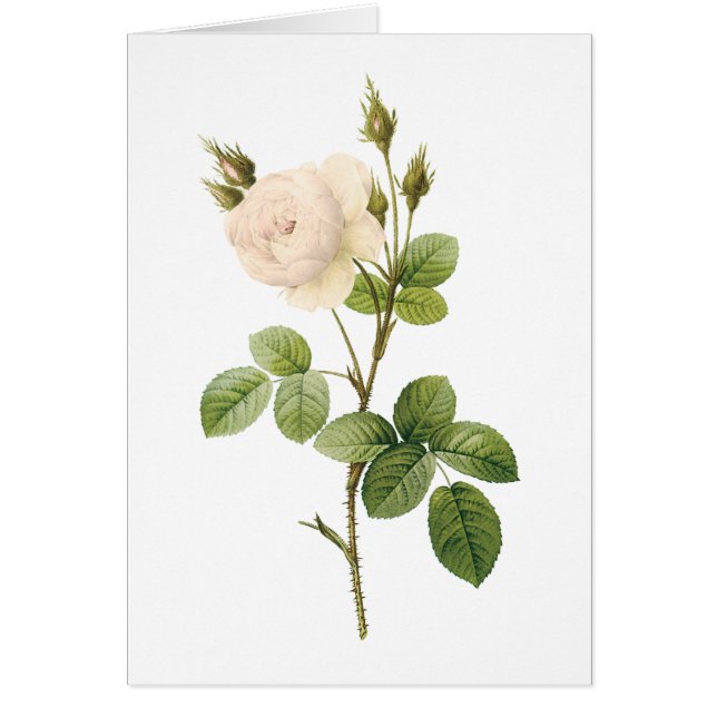 vit ros (Rosa campanulata alba) från Redouté Hälsningskort (Framsidan)