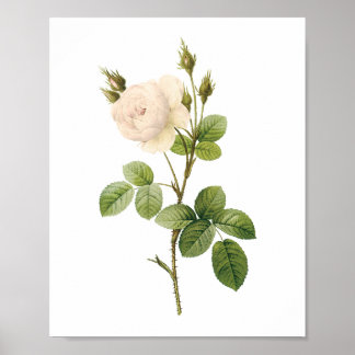 vit ros (Rosa campanulata alba) från Redouté Poster