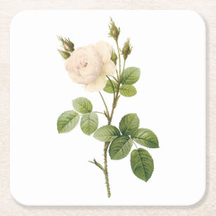 vit ros (Rosa campanulata alba) från Redouté Underlägg Papper Kvadrat