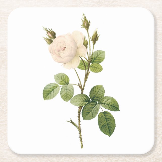 vit ros (Rosa campanulata alba) från Redouté Underlägg Papper Kvadrat (Framsidan)