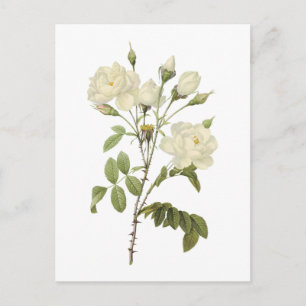 vit ros (Rosa campanulata alba) från Redouté Vykort
