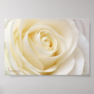 Vit ros Serenity Poster