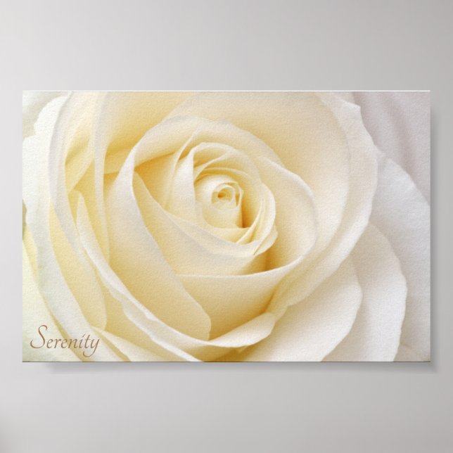 Vit ros Serenity Poster (Framsidan)