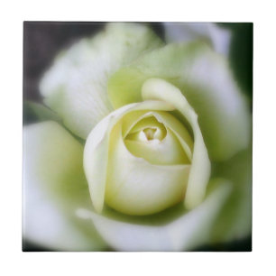 Vit ros Soft Focus Ceramic Tile Kakelplatta