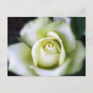 Vit ros Soft Focus Vykort