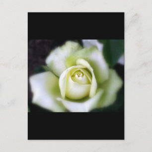 Vit ros Soft Focus Vykort