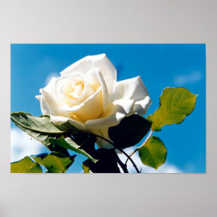 Vit ros under blå himmel poster
