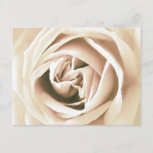 Vit ros-utskrift vykort