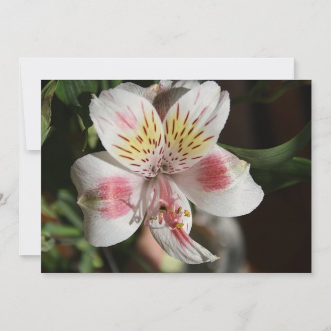 Vit/Rosa Alstroemeria-blomman Inbjudningar (Framsida)