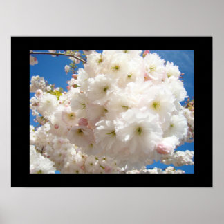 Vit Rosa Blommande Träd Blommor Läkande Konst Poster