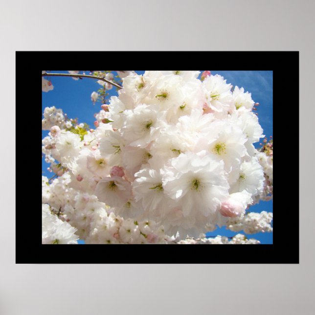 Vit Rosa Blommande Träd Blommor Läkande Konst Poster (Framsidan)