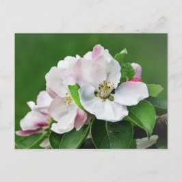 Vit Rosa Blommar Blåstömning av Apple Träd vykort