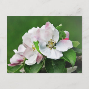 Vit Rosa Blommar Blåstömning av Apple Träd vykort