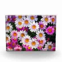 Vit Rosa Daisy blomma