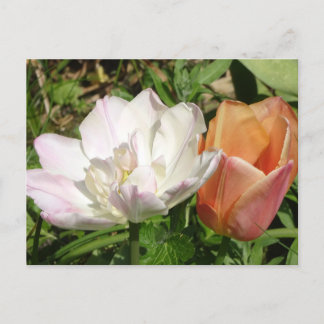 Vit Rosa och Orange Tulips DIY vykort
