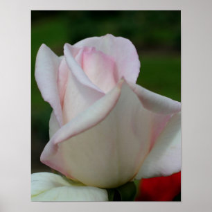 Vit Rosenknopp blomma Poster