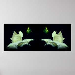 Vit Rosenknopp Flower Spegel Abstrakt Poster