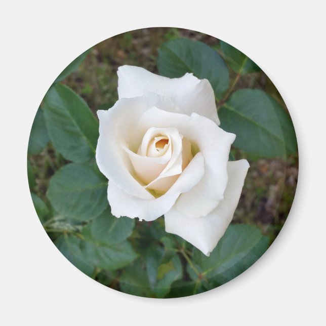 vit rosenknopp magnet (Framsidan)