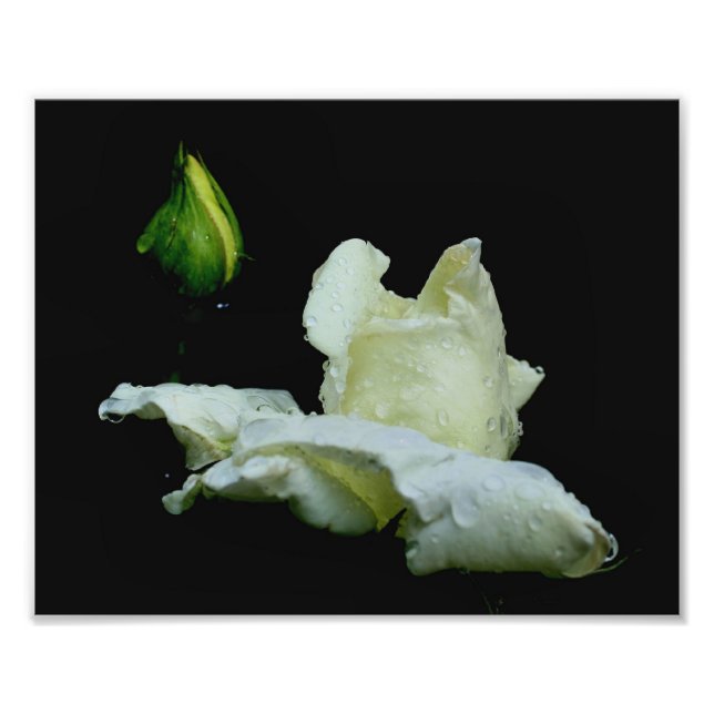 Vit Rosenknopp med nederbörd 8 x 10 blommor Fototryck (Framsidan)