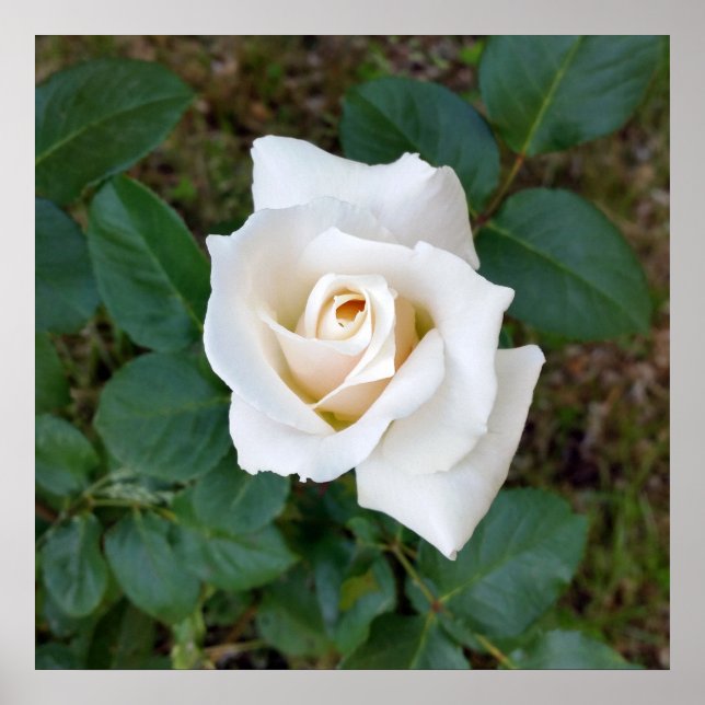 vit rosenknopp poster (Framsidan)