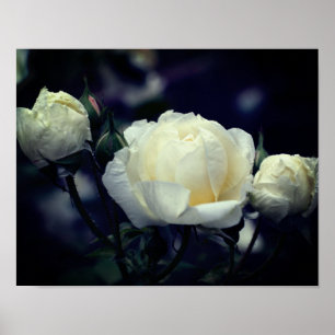 Vit Rosenknopp, trio-Blommigt Poster