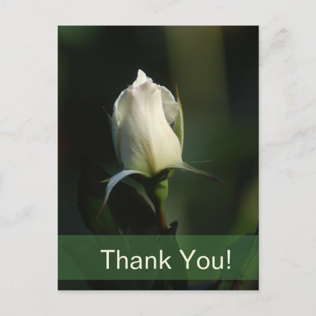 Vit Rosenknopp Vykort (Framsida)