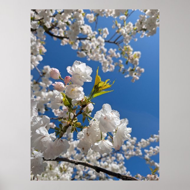 Vit Sakura H.G. Poster (Framsidan)