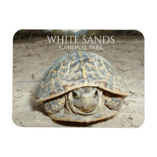 Vit sandskorgsköldpadda magnet