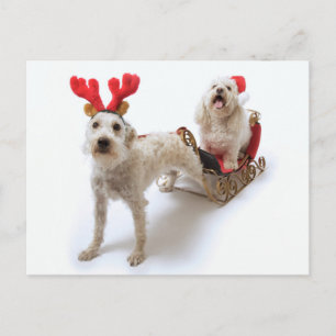 vit schnoodle stående med röda julklappar helg vykort
