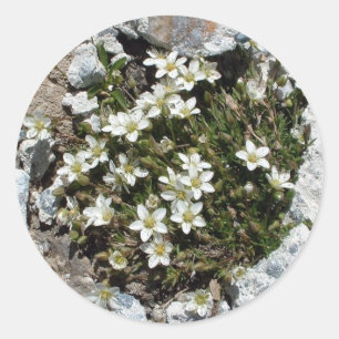 Vit schweizisk Alpine Flowers-etikett Runt Klistermärke