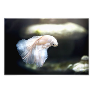 Vit siamesisk fiskfisk fototryck