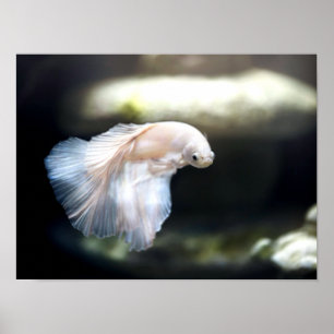 Vit siamesisk fiskfisk poster