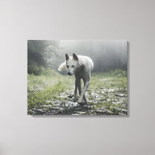 Vit Siberian Husky Canvastryck