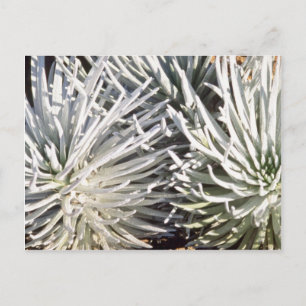 vit silversordsblomma, hawaiiblommor vykort