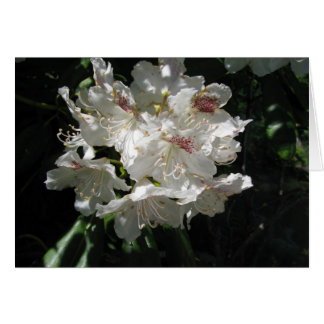 Vit skönhet hälsningskort