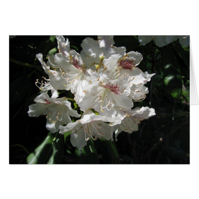 Vit skönhet hälsningskort (Framsidan Horizontal)