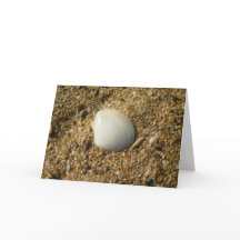 Vit Snäcka på Beach