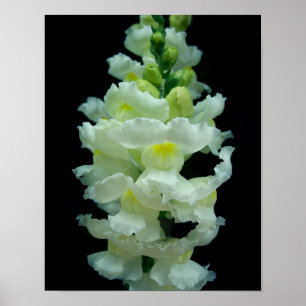 Vit Snapdragon Poster