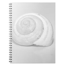 Vit Snigelskal Minimalistisk Naturfotografi