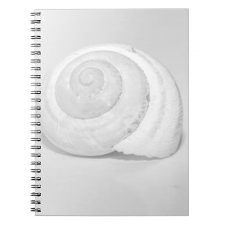 Vit Snigelskal Minimalistisk Naturfotografi Anteckningsbok