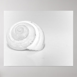 Vit Snigelskal Minimalistisk Naturfotografi Poster
