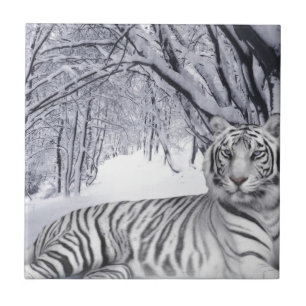 Vit Snö Tiger Kakelplatta