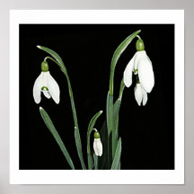 Vit snowdropp vår blommor på svart bra