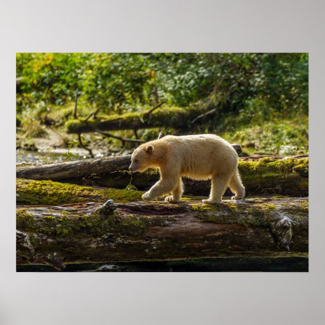 Vit spetälsbjörn jagar poster (Framsidan)
