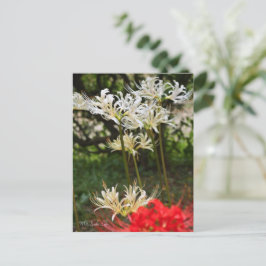 Vit Spider Lily ポ ス ト カ ー Vykort
