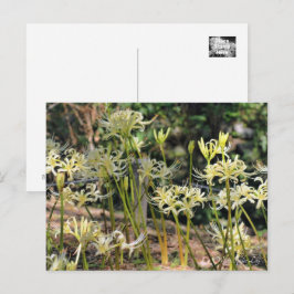 Vit Spider Lily ポ ス ト カ ー Vykort