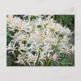 Vit Spider Lily ポ ス ト カ ー Vykort