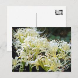 Vit Spider Lily ポ ス ト カ ー Vykort